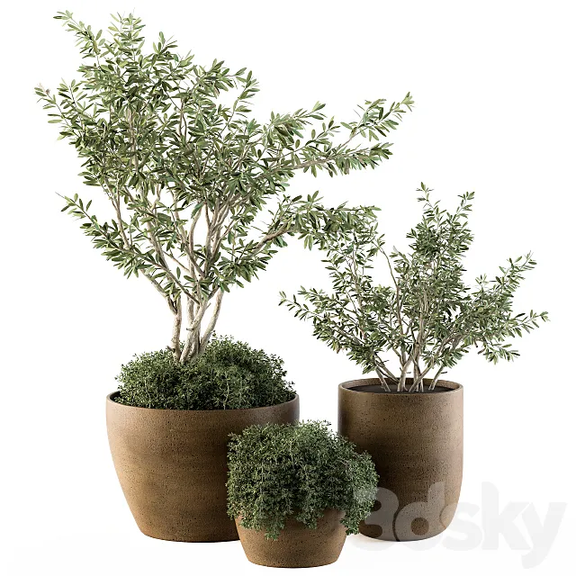 Plants – Flowers – 3D Models Download – Outdoor Plants Olive – Set 79