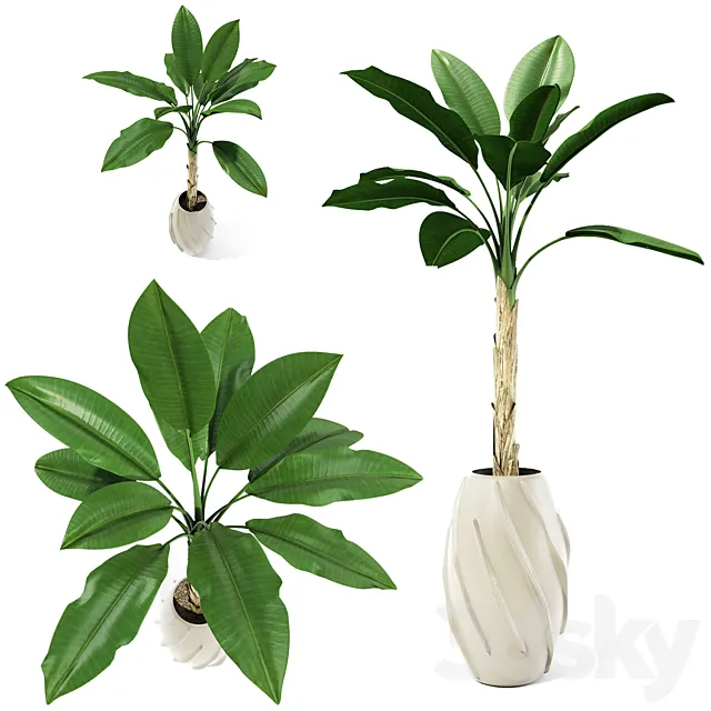 Plants – Flowers – 3D Models Download – Palm tree