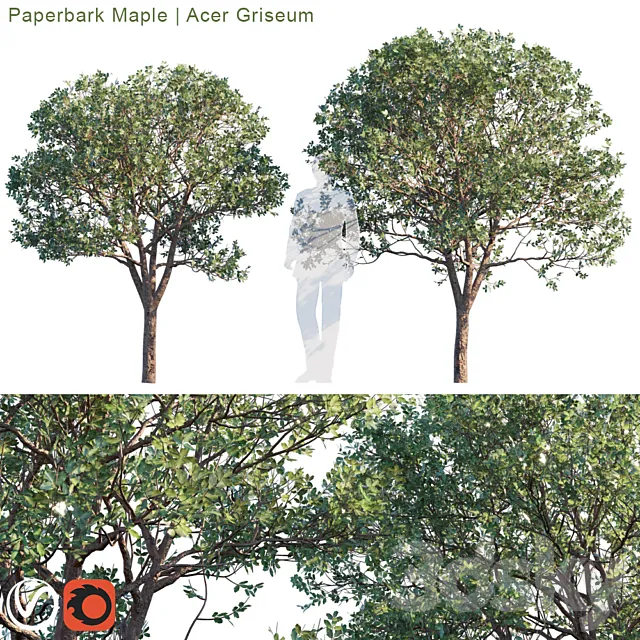 Plants – Flowers – 3D Models Download – Paperbark Maple; Acer Griseum #2 (max; fbx)