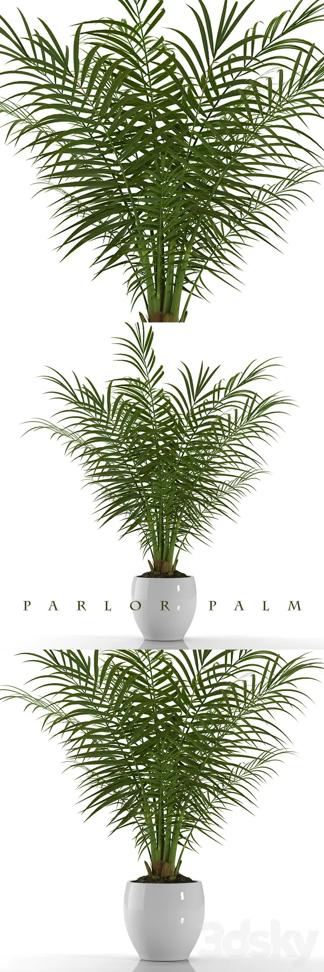 Plants – Flowers – 3D Models Download – PARLOR PALM.PLANTS 23
