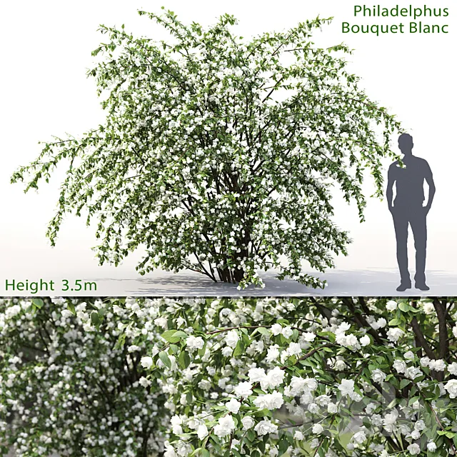 Plants – Flowers – 3D Models Download – Philadelphus Bouquet Blanc # 2 Jasmine