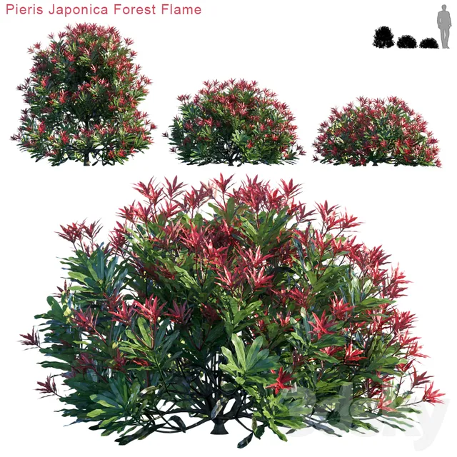 Plants – Flowers – 3D Models Download – Pieris Japonica Forest Flame (max; fbx)