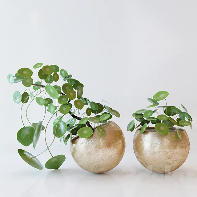 Plants – Flowers – 3D Models Download – Pile peperomievidnaya Plant