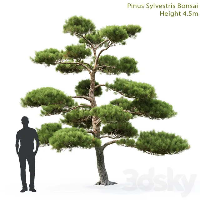 Plants – Flowers – 3D Models Download – Pine Bonsai 4.5m (max 2013; Vray; Corona; fbx)