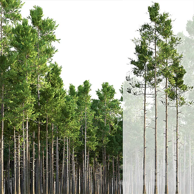 Plants – Flowers – 3D Models Download – Pine trees
