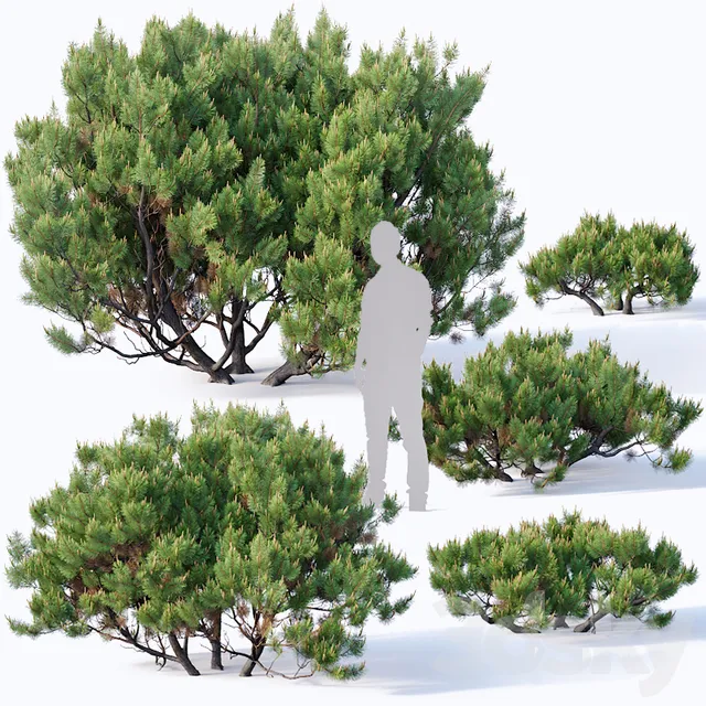 Plants – Flowers – 3D Models Download – Pinus mugo # 2. H60-260 cm