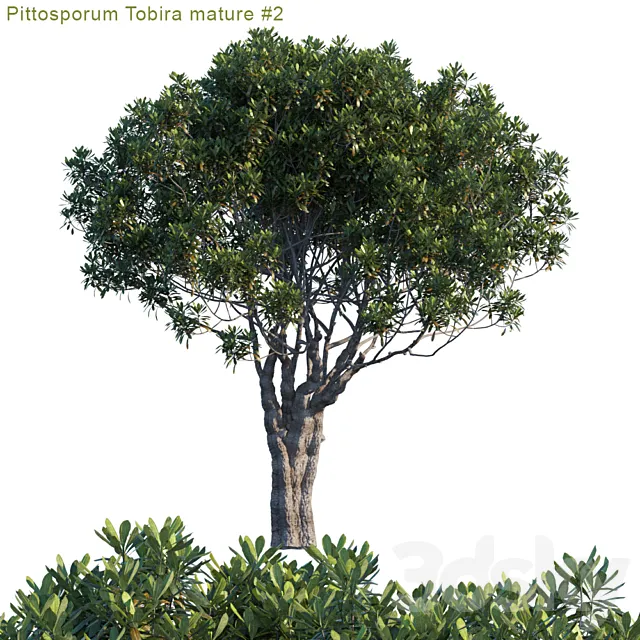 Plants – Flowers – 3D Models Download – Pittosporum tobira mature 2 (max; fbx)