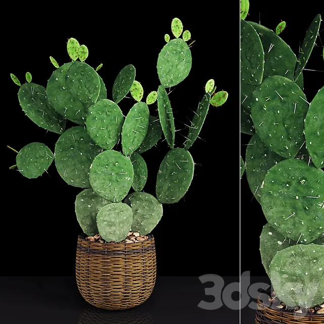 Plants – Flowers – 3D Models Download – Plant 9