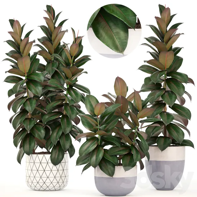 Plants – Flowers – 3D Models Download – Plant collection 204. Ficus elastica
