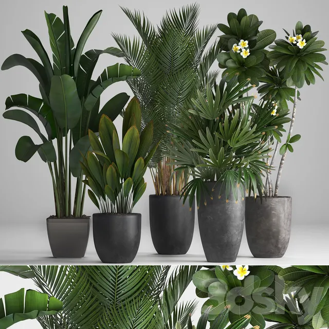 Plants – Flowers – 3D Models Download – Plant Collection 256