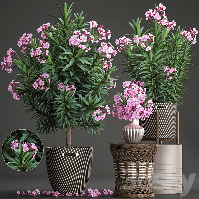 Plants – Flowers – 3D Models Download – Plant Collection 268
