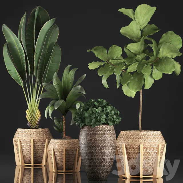 Plants – Flowers – 3D Models Download – Plant collection 348 3d model