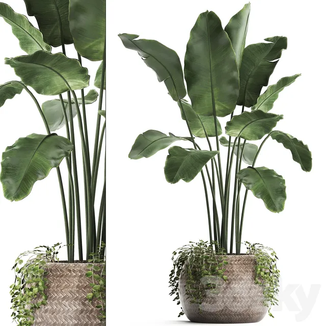 Plants – Flowers – 3D Models Download – Plant Collection 412 Banana
