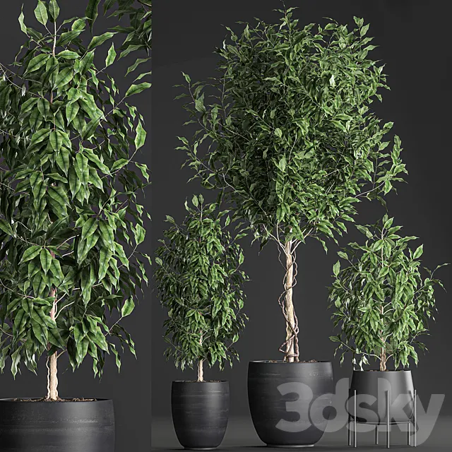 Plants – Flowers – 3D Models Download – Plant collection 553 in black pots