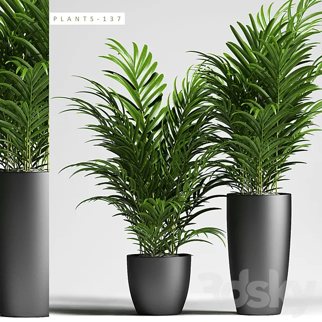 Plants – Flowers – 3D Models Download – PLANTS 137