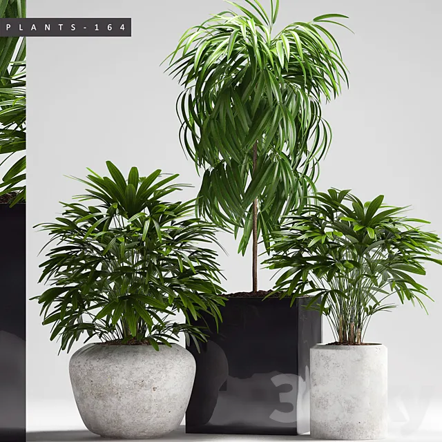 Plants – Flowers – 3D Models Download – PLANTS 164