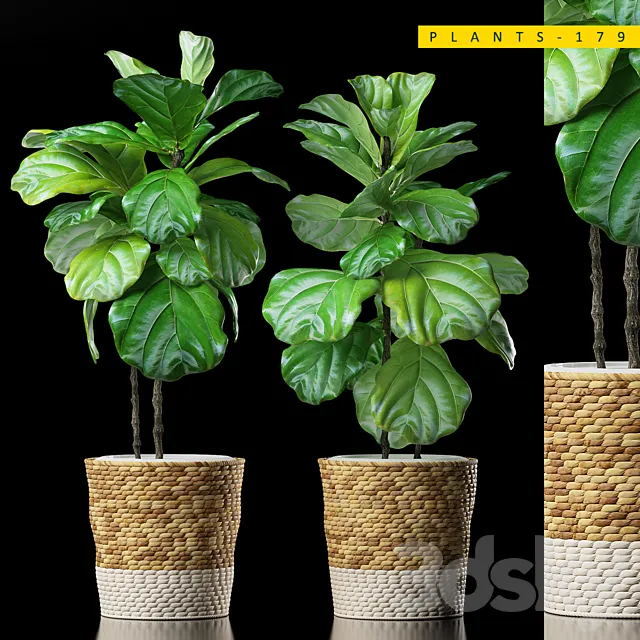 Plants – Flowers – 3D Models Download – Plants 178