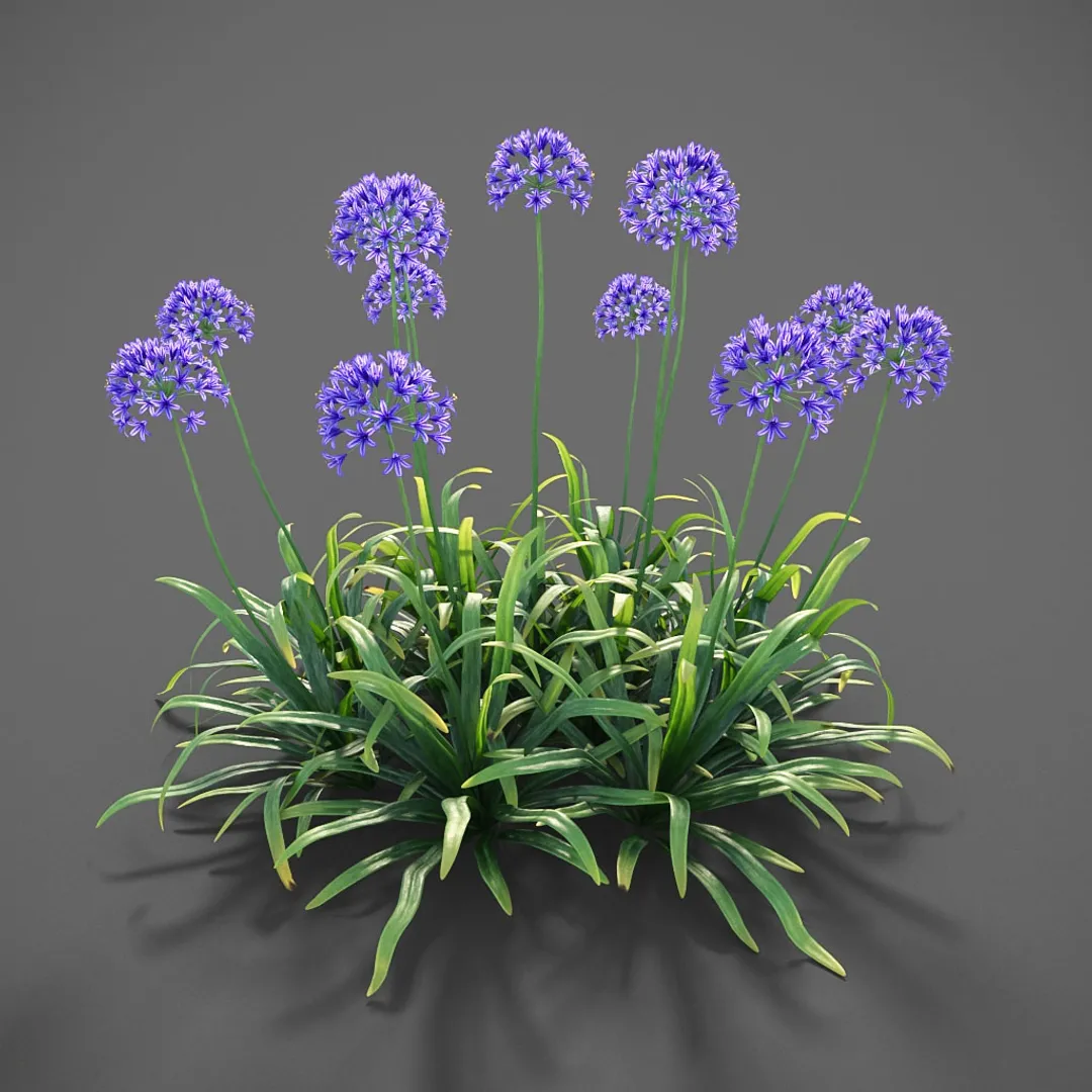 Plants – Flowers – 3D Models Download – Plants Agapanthus