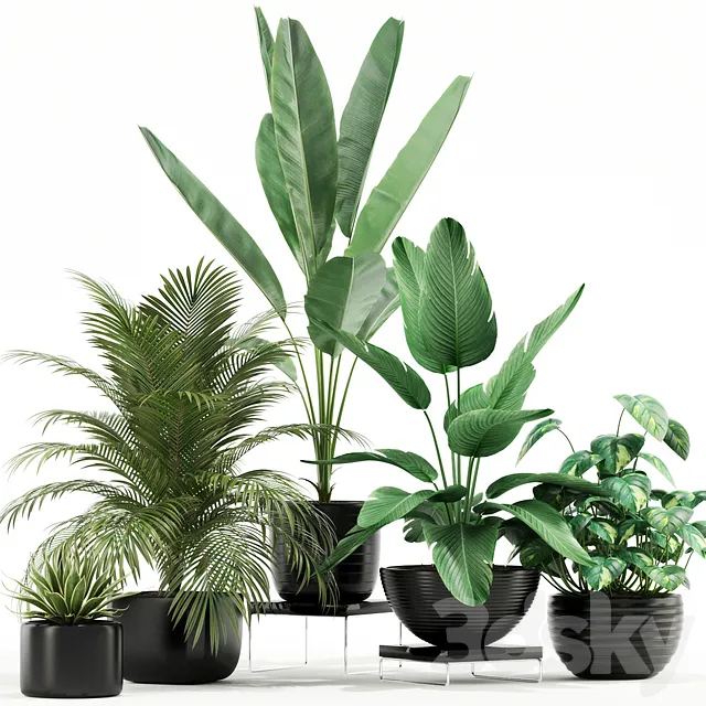 Plants – Flowers – 3D Models Download – Plants collection 119
