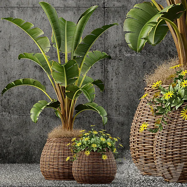 Plants – Flowers – 3D Models Download – Plants collection 55 3d Model