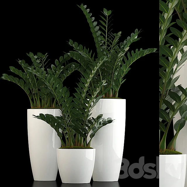 Plants – Flowers – 3D Models Download – Plants collection 56