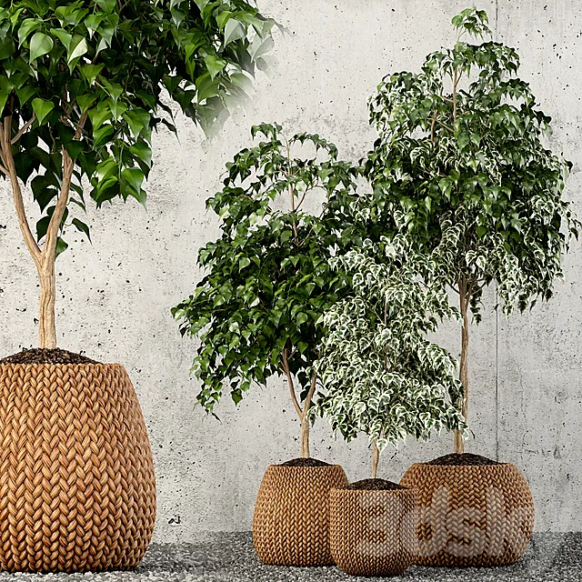 Plants – Flowers – 3D Models Download – Plants collection 62