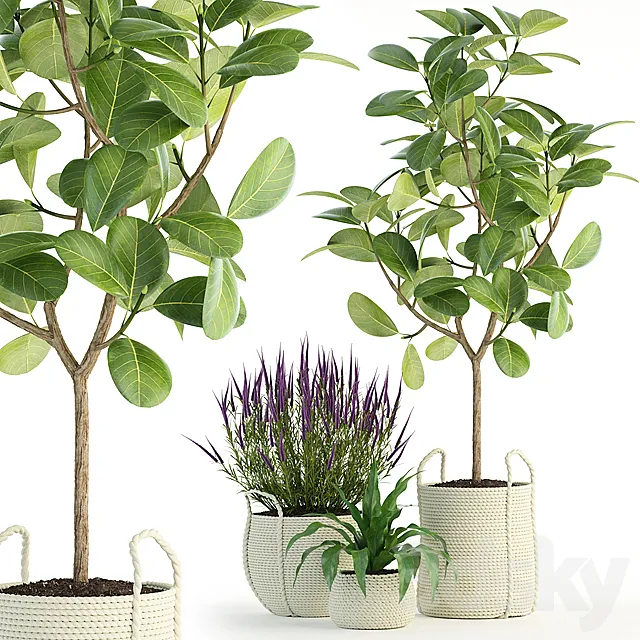 Plants – Flowers – 3D Models Download – Plants collection 87 3D model