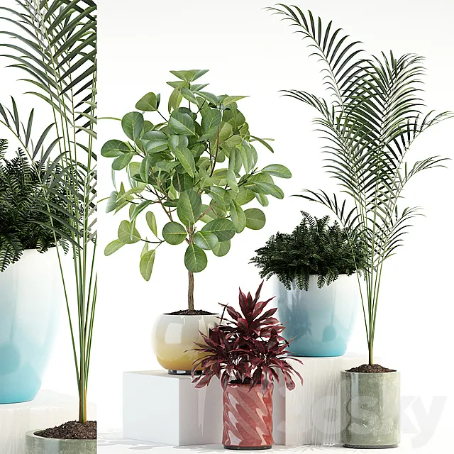 Plants – Flowers – 3D Models Download – Plants Collection 92 (ficus; dracaena; palm)