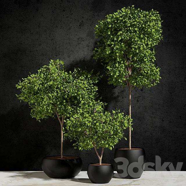 Plants – Flowers – 3D Models Download – Plants Ficus Benjamin