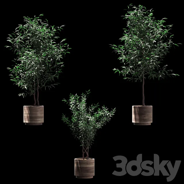 Plants – Flowers – 3D Models Download – Plants in wooden pots. 3 models