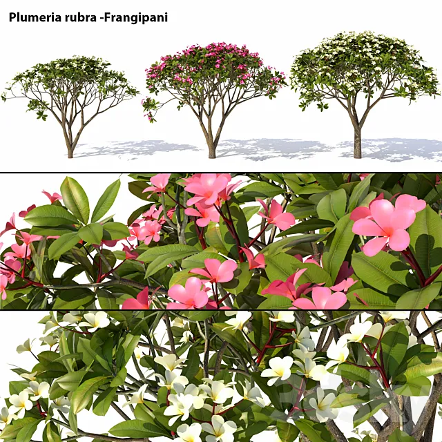 Plants – Flowers – 3D Models Download – Plumeria rubra -Frangipani Tree