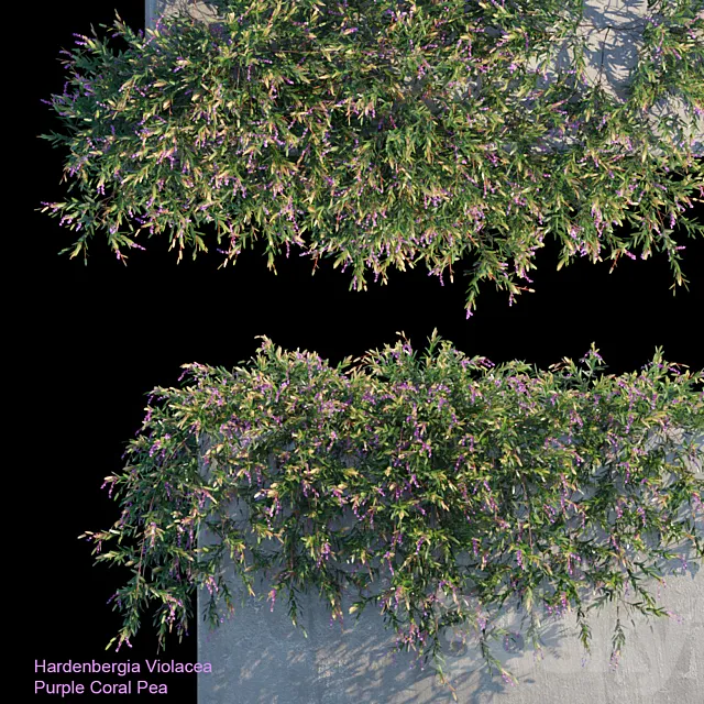 Plants – Flowers – 3D Models Download – Purple Coral Pea Creeper (max; fbx)