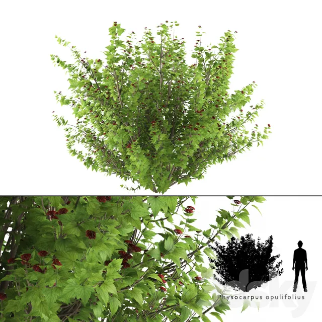 Plants – Flowers – 3D Models Download – Pustyrplodnik kalinistilny bush Physocarpus opulifolius