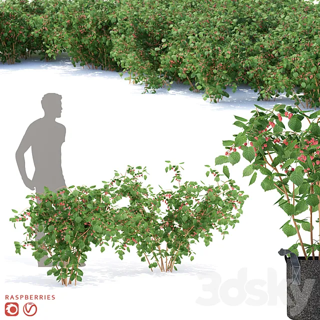 Plants – Flowers – 3D Models Download – Raspberry bushes