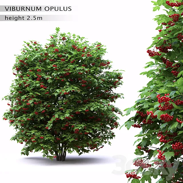 Plants – Flowers – 3D Models Download – Red Wild Red Viburnum