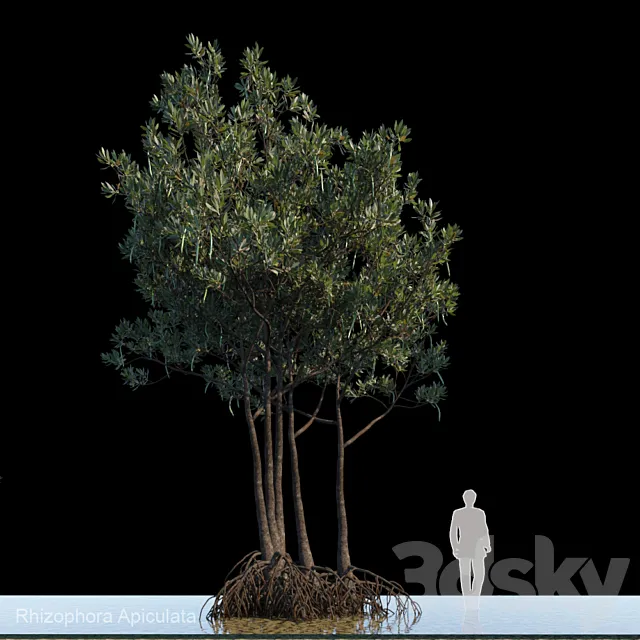 Plants – Flowers – 3D Models Download – Rhizophora Apiculata tree 2