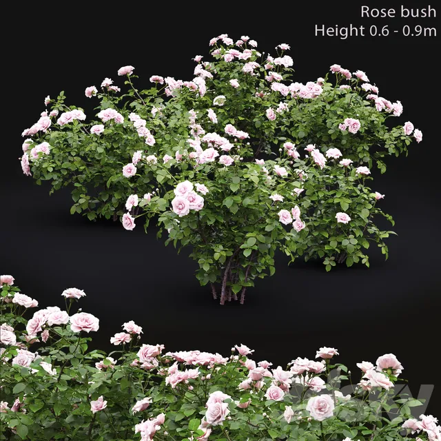 Plants – Flowers – 3D Models Download – Rose Bush 5