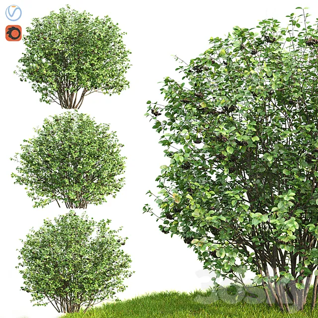 Plants – Flowers – 3D Models Download – Rowan Aronia (Aronia)