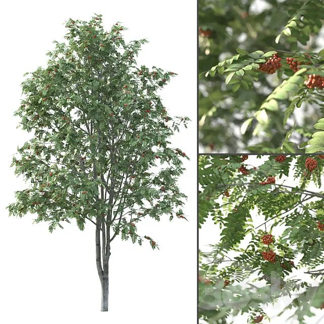 Plants – Flowers – 3D Models Download – Rowan Tree # 3