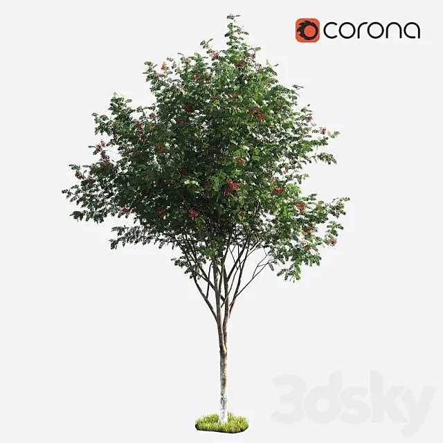 Plants – Flowers – 3D Models Download – Rowan Tree