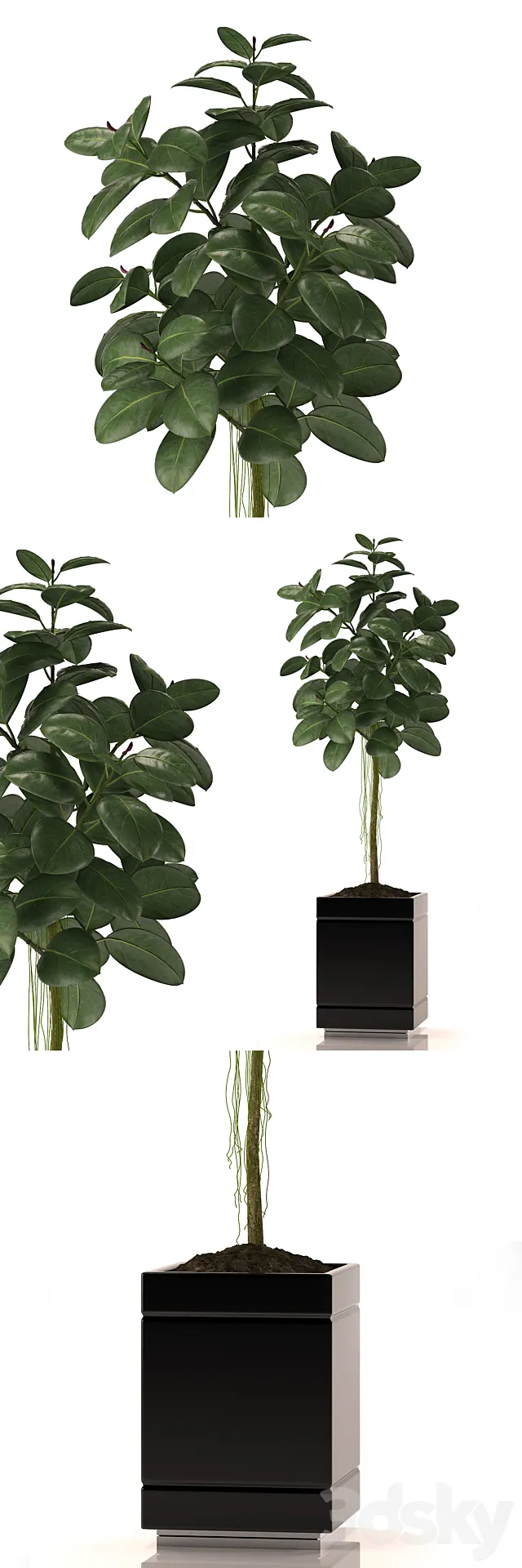 Plants – Flowers – 3D Models Download – RUBBER PLANTS 22
