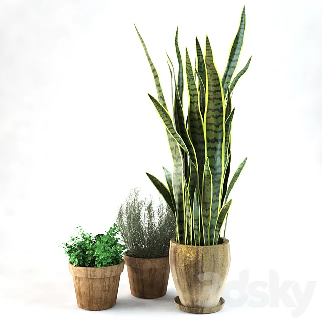 Plants – Flowers – 3D Models Download – Sansevieria +