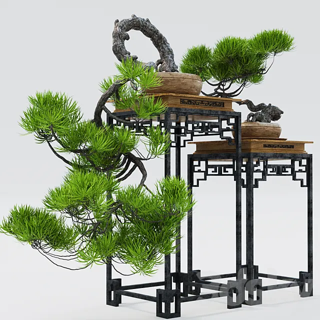 Plants – Flowers – 3D Models Download – Semi Bonsai
