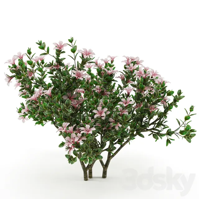 Plants – Flowers – 3D Models Download – Serissa foetida flora