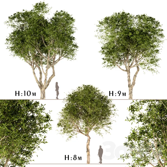 Plants – Flowers – 3D Models Download – Set of Broad Leaved Paperbark Trees (Melaleuca Quinquenervia) (3 Trees)