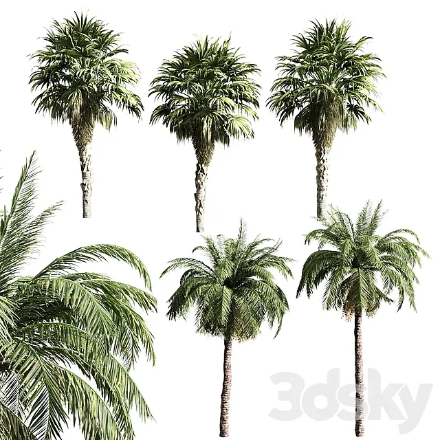 Plants – Flowers – 3D Models Download – Set of Palms