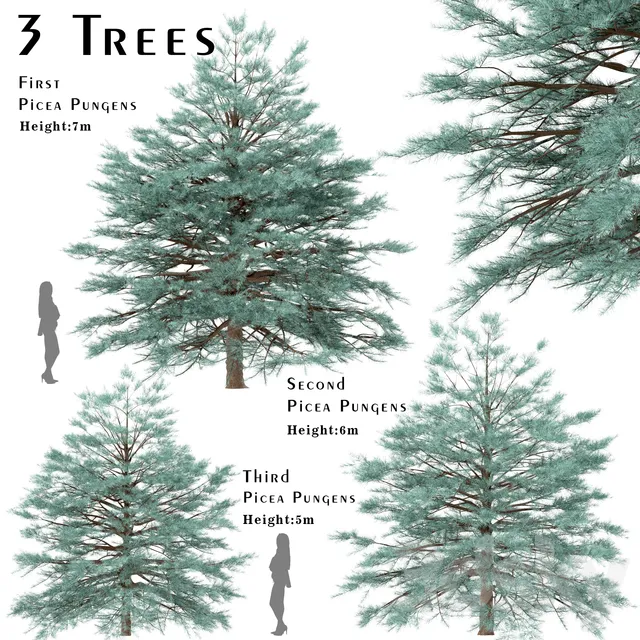 Plants – Flowers – 3D Models Download – Set of Picea Pungens Trees (Blue spruce) (3 Trees)