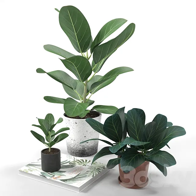 Plants – Flowers – 3D Models Download – Set of plants 01
