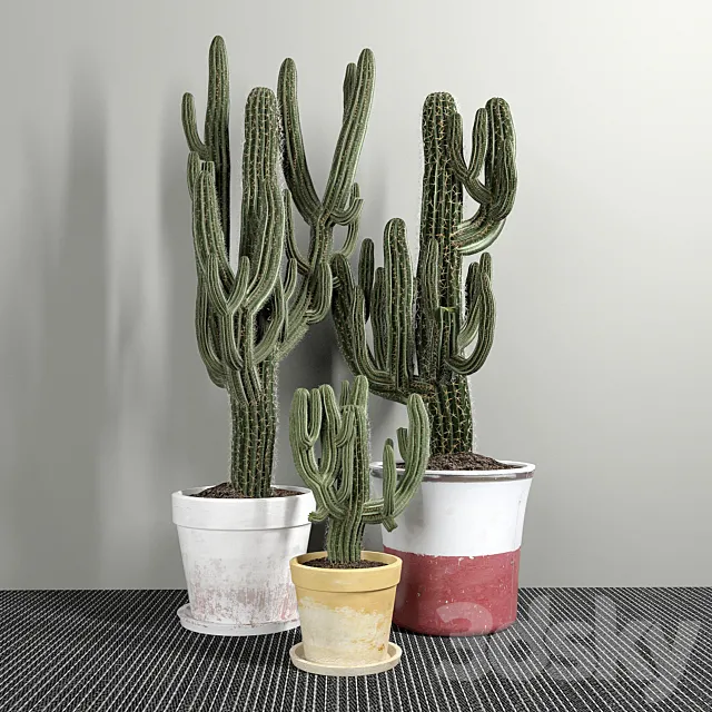 Plants – Flowers – 3D Models Download – Set of Three Cactuses Carnegiea