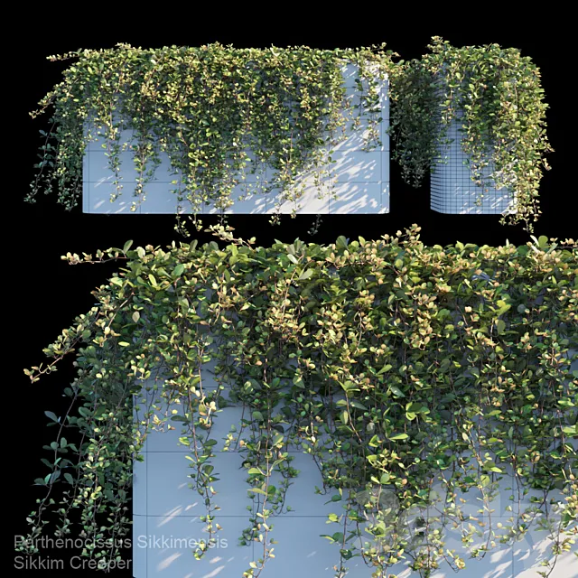 Plants – Flowers – 3D Models Download – Sikkim Creeper